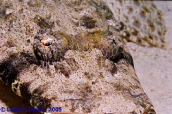 Sharm El Sheikh, the crocodile fish eye. Canon eos1 + 100... by Luigi Carta 